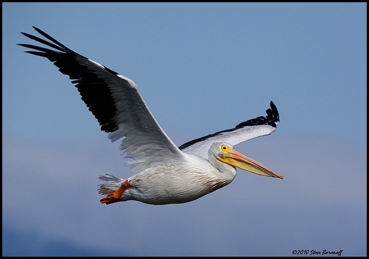 _0SB3364 american white pelican.jpg
